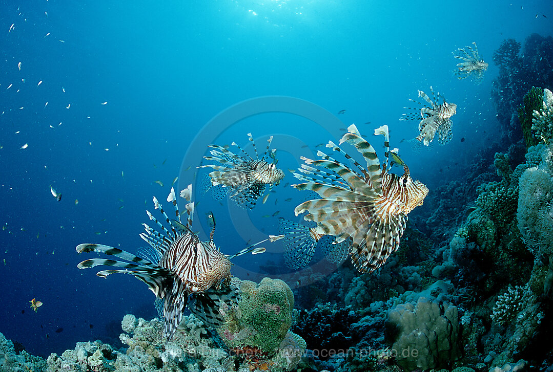 lionfish, turkeyfish