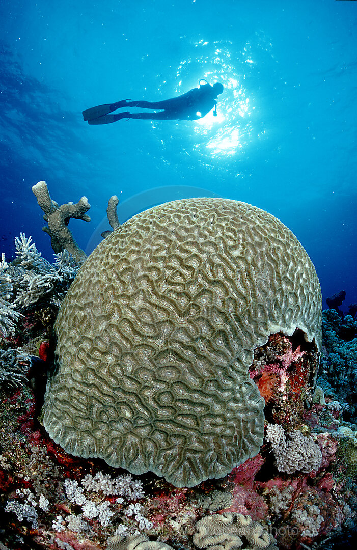 Hirnkoralle und Taucher, Pazifik, Suedchinesisches Meer, Pacific ocean, south chinese sea, Layang layang, Malaysia