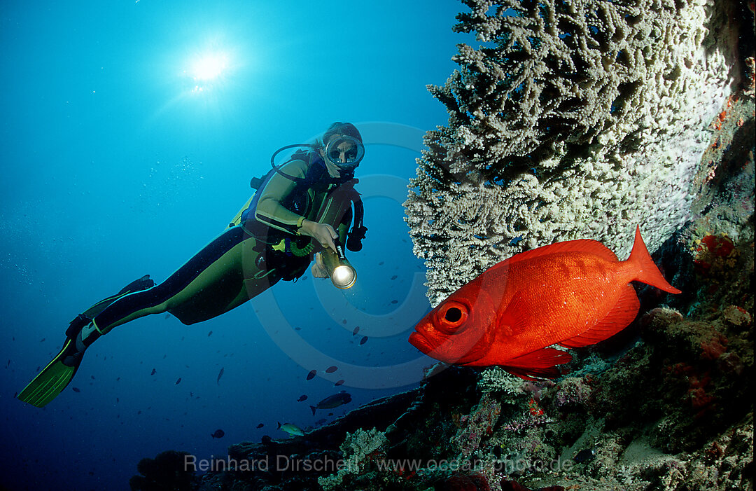 Grossaugenbarsch und Taucher, Priacanthus hamrur, Pazifik, Pacific ocean, Borneo, Sipadan, Malaysia