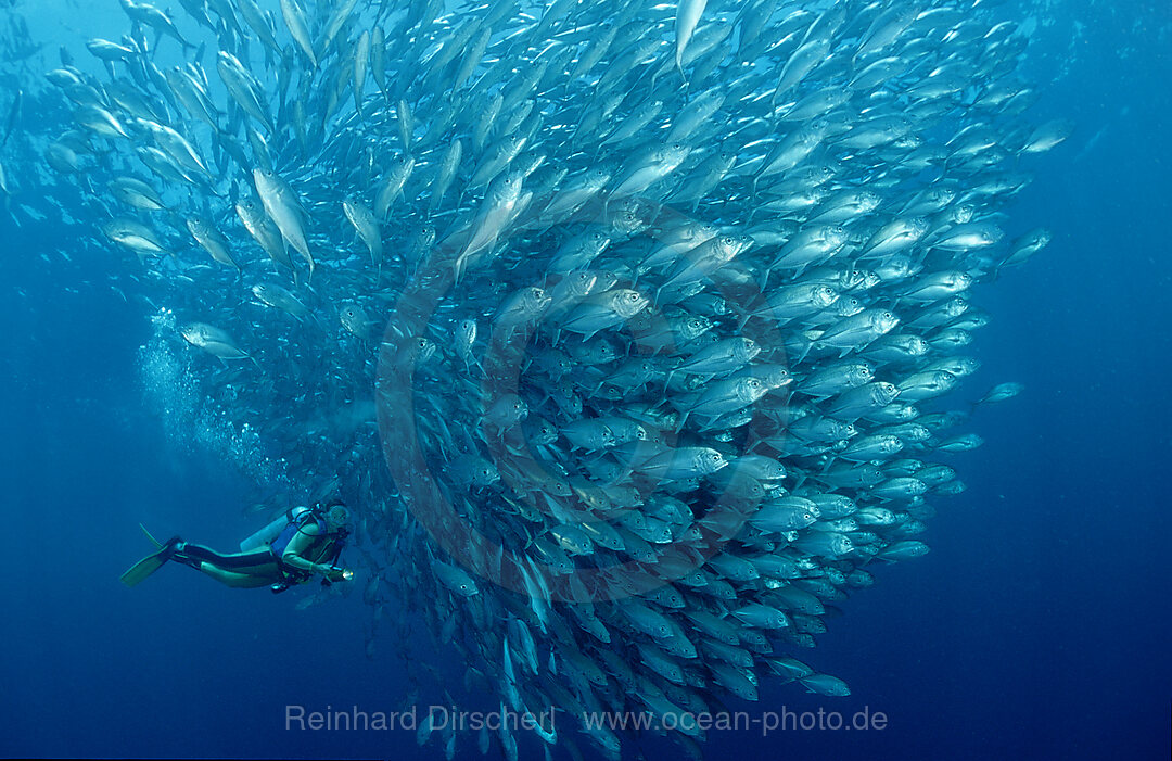 Grossaugen-Stachelmakrelen und Taucher, Caranx sexfasciatus, Pazifik, Pacific ocean, Borneo, Sipadan, Malaysia