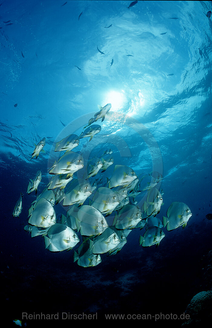 Pinnate batfish and scuba diver, Platax pinnatus, Pazifik, Pacific ocean, Borneo, Sipadan, Malaysia