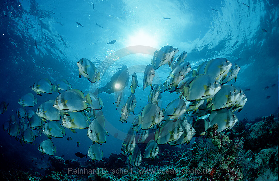 Pinnate batfish and scuba diver, Platax pinnatus, Pazifik, Pacific ocean, Borneo, Sipadan, Malaysia