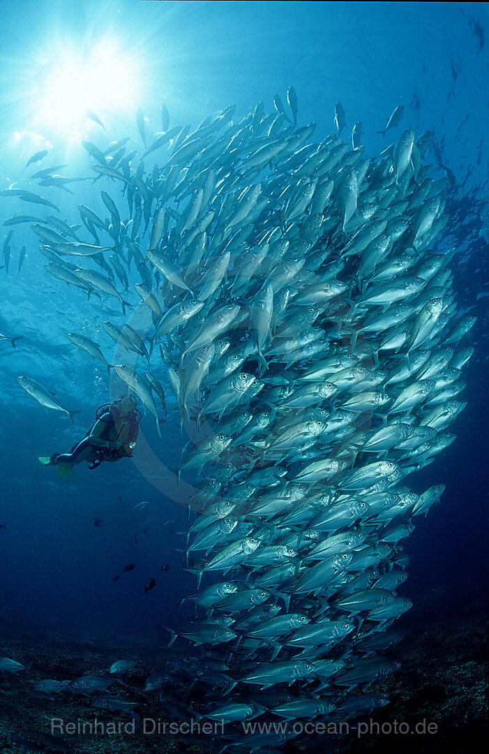 Grossaugen-Stachelmakrelen und Taucher, Caranx sexfasciatus, Pazifik, Pacific ocean, Borneo, Sipadan, Malaysia