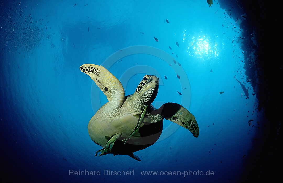 Green sea turtle, green turtle