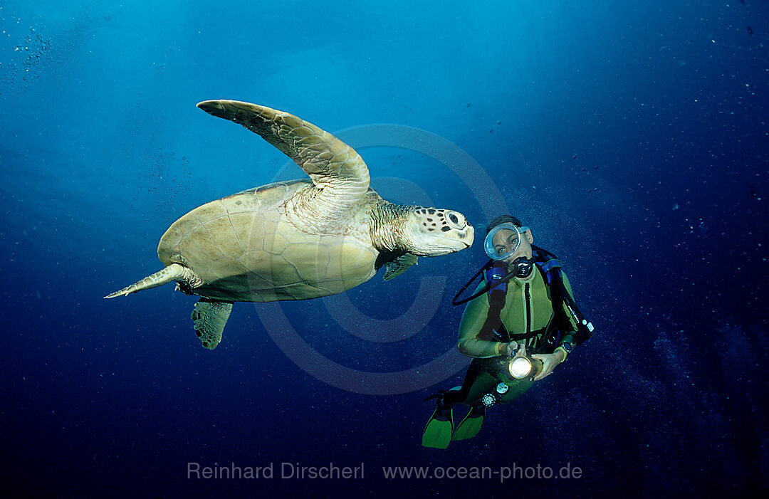 Suppenschildkroete und Taucher, Chelonia mydas, Pazifik, Pacific ocean, Borneo, Sipadan, Malaysia