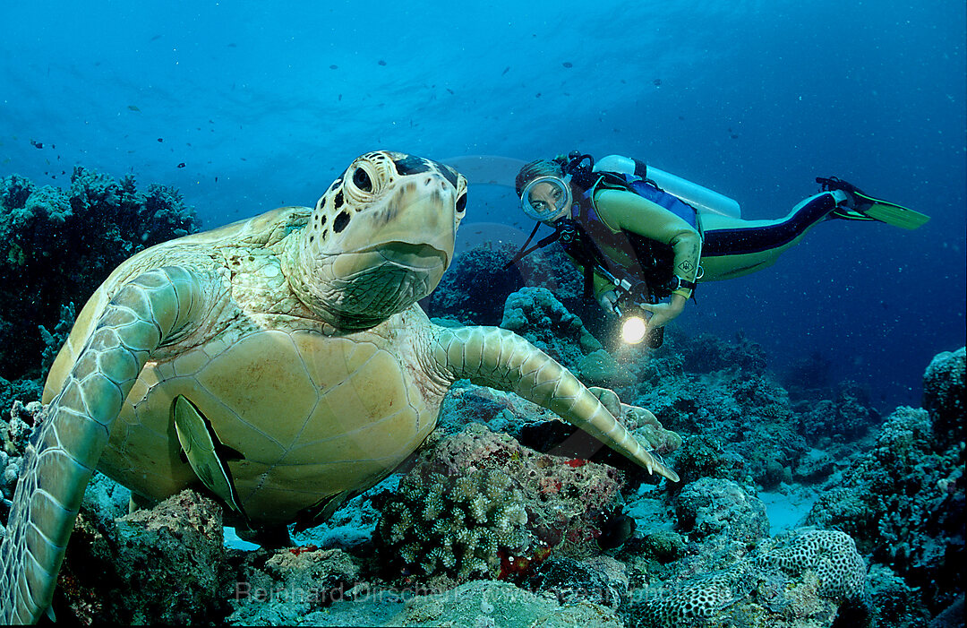 Suppenschildkroete und Taucher, Chelonia mydas, Pazifik, Pacific ocean, Borneo, Sipadan, Malaysia