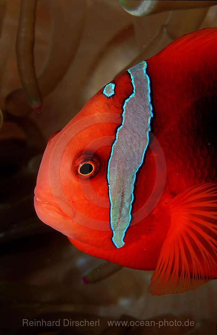 Weissbinden-Anemonenfisch, Amphiprion frenatus, Indischer Ozean, Phuket, Similan Inseln, Thailand