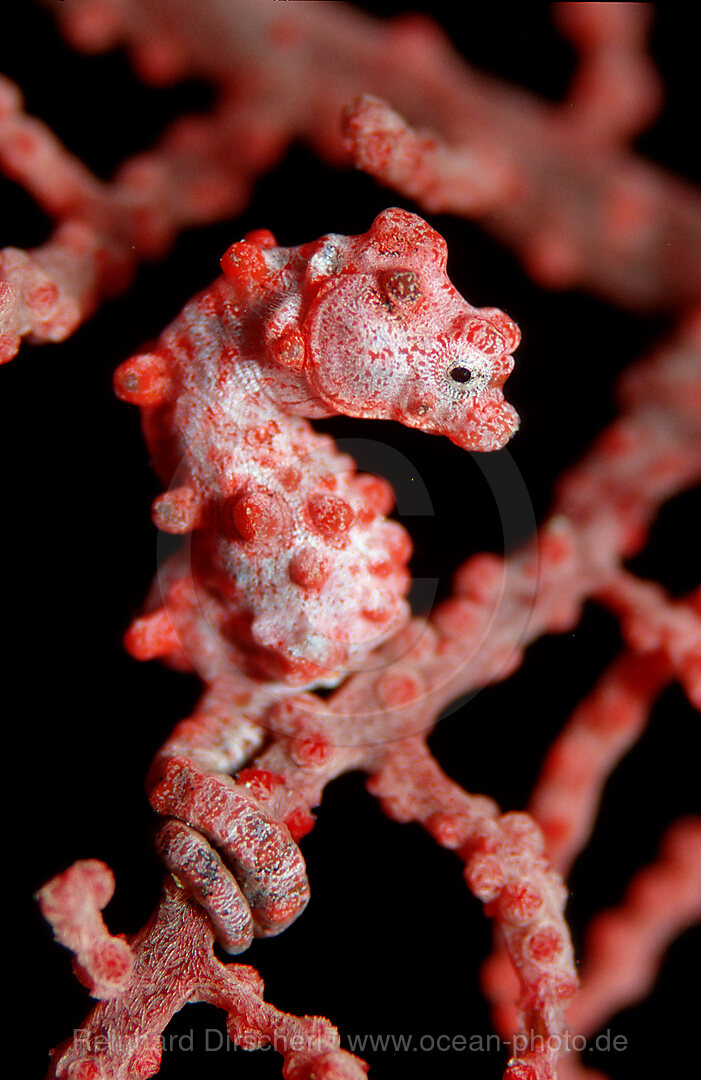 pygmy seahorse