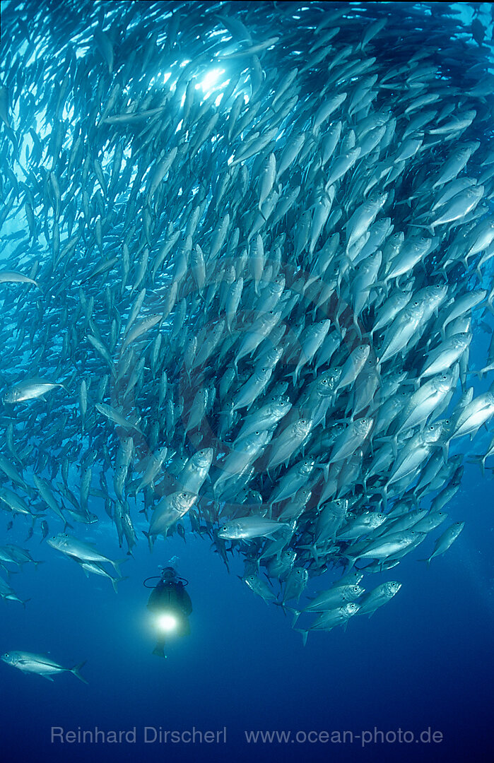 Grossaugen-Stachelmakrelen und Taucher, Caranx sexfasciatus, Pazifik, Great Barrier Reef, Australien