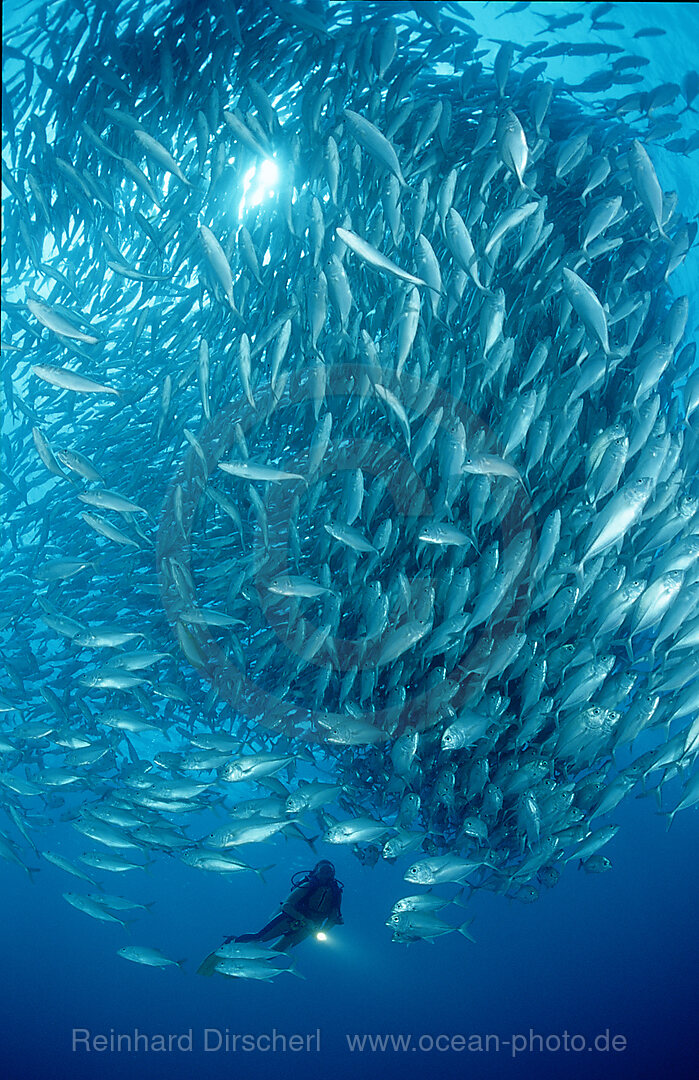 Grossaugen-Stachelmakrelen und Taucher, Caranx sexfasciatus, Pazifik, Great Barrier Reef, Australien