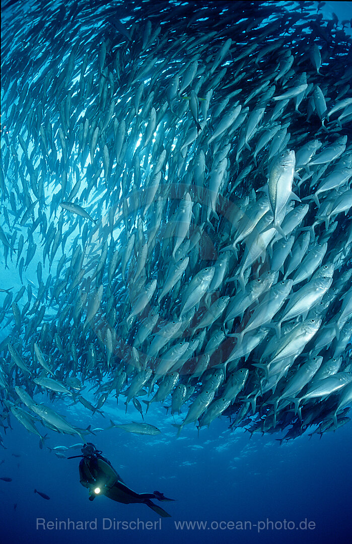 Bigeye trevally and scuba diver