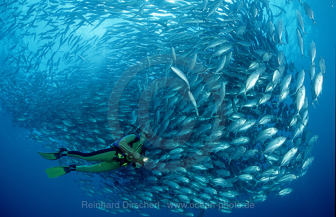 Bigeye trevally and scuba diver, Caranx sexfasciatus, Pazifik, Pacific ocean, Borneo, Sipadan, Malaysia