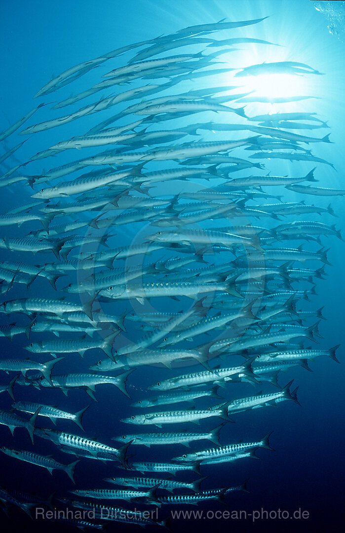 Blackfin barracuda