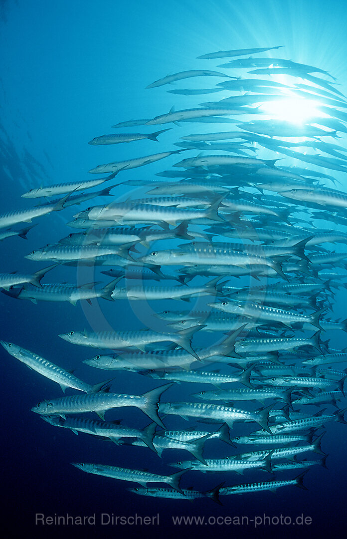 Blackfin barracuda