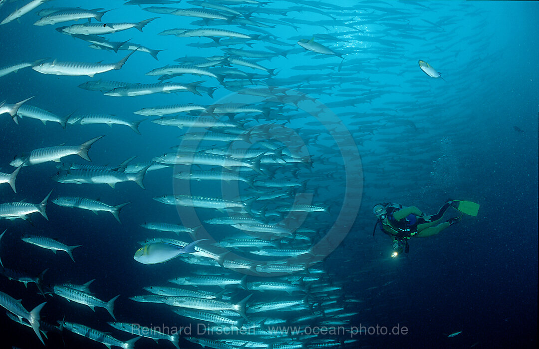 Blackfin barracuda and scuba diver