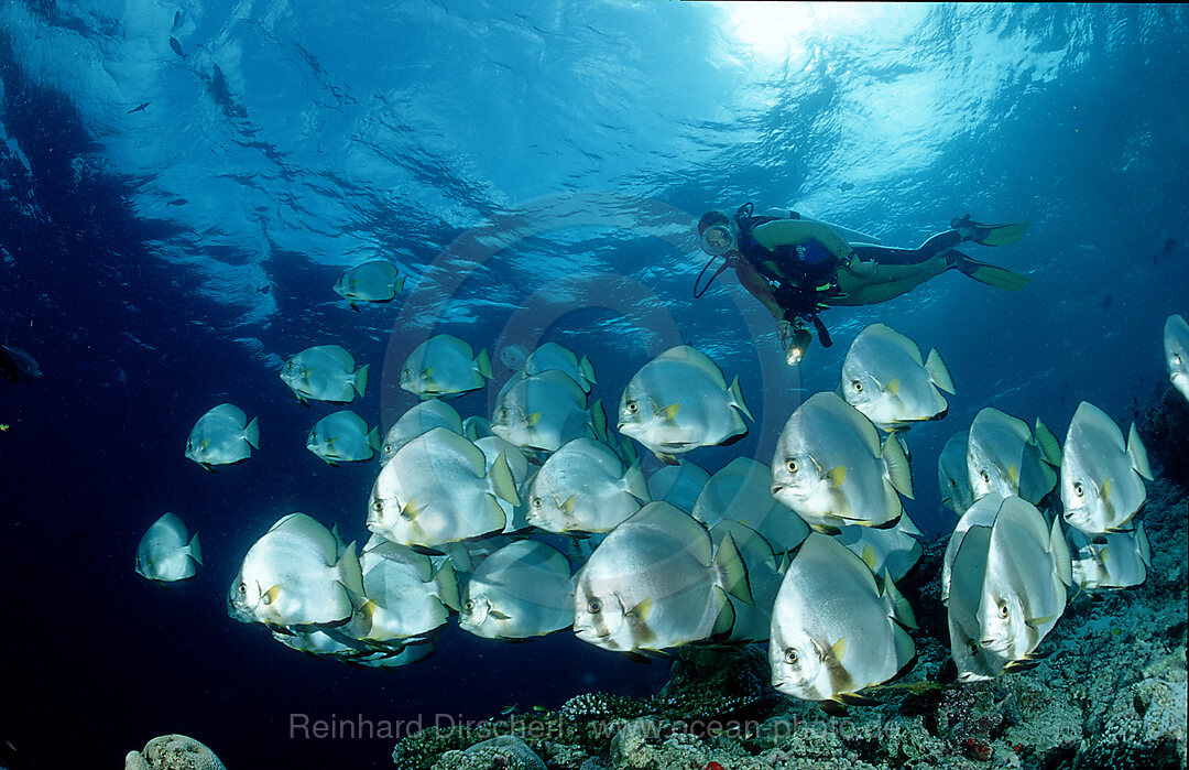 Fledermausfische und Taucher, Platax pinnatus, Pazifik, Pacific ocean, Borneo, Sipadan, Malaysia