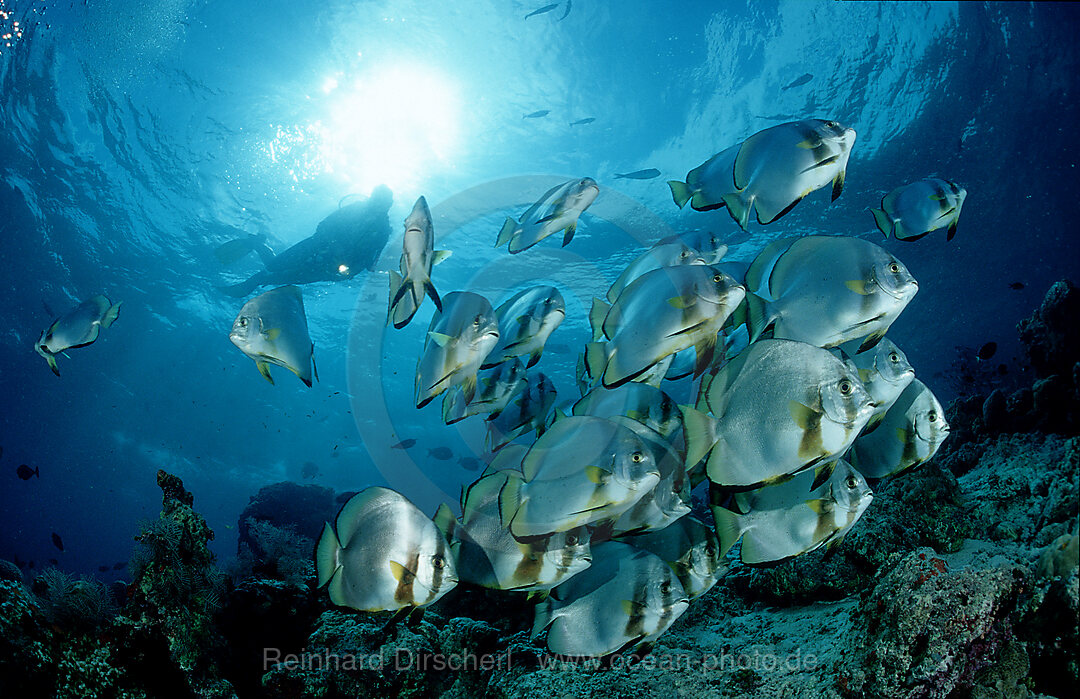 Fledermausfische und Taucher, Platax pinnatus, Pazifik, Pacific ocean, Borneo, Sipadan, Malaysia