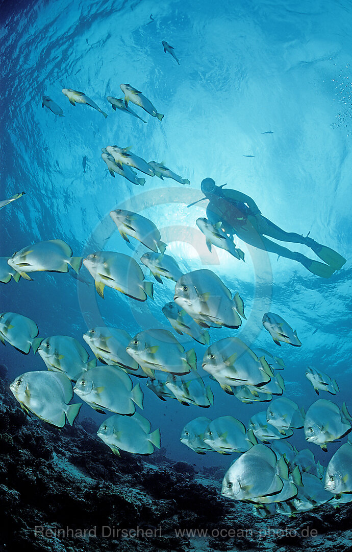 Fledermausfische und Taucher, Platax pinnatus, Pazifik, Pacific ocean, Borneo, Sipadan, Malaysia