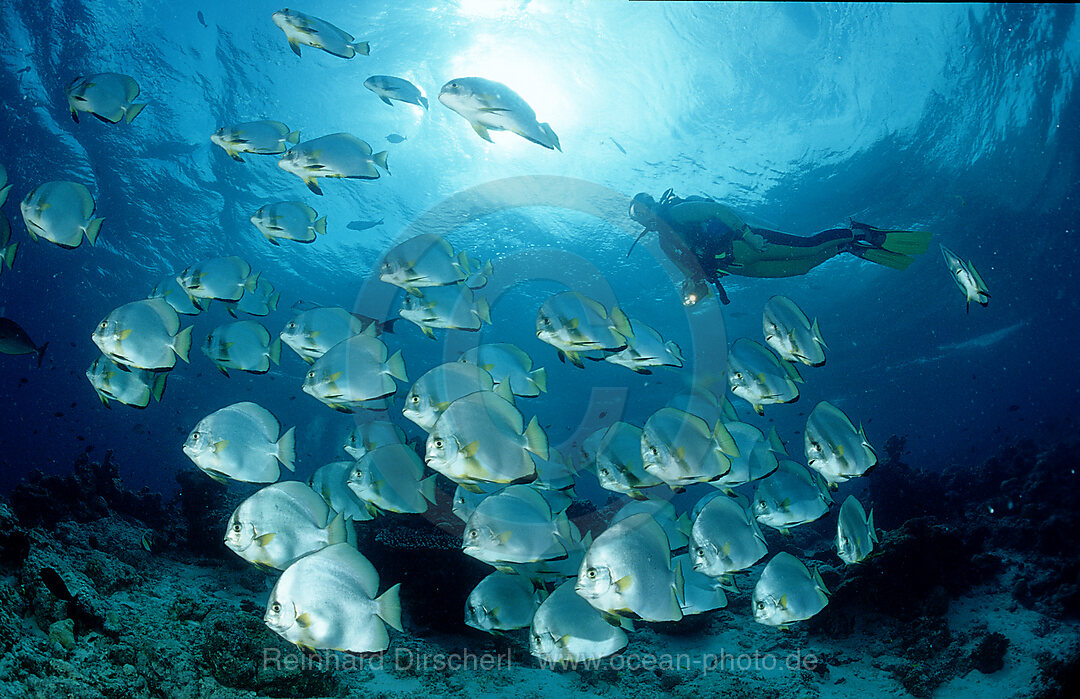 Fledermausfische und Taucher, Platax pinnatus, Pazifik, Pacific ocean, Borneo, Sipadan, Malaysia