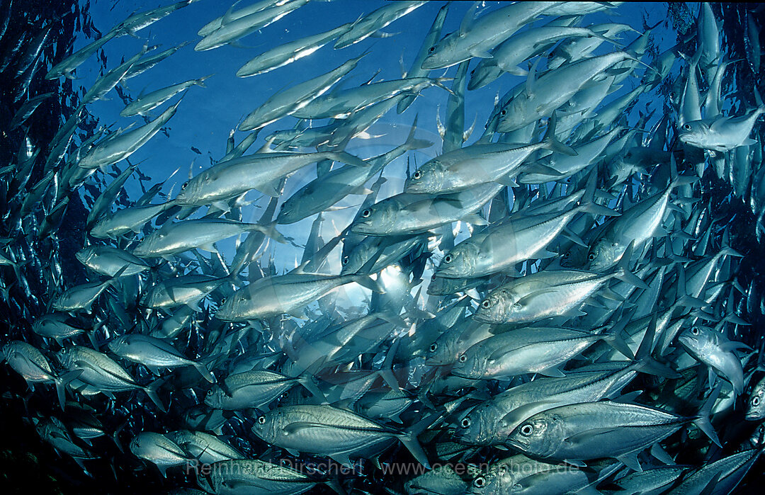 Bigeye trevally