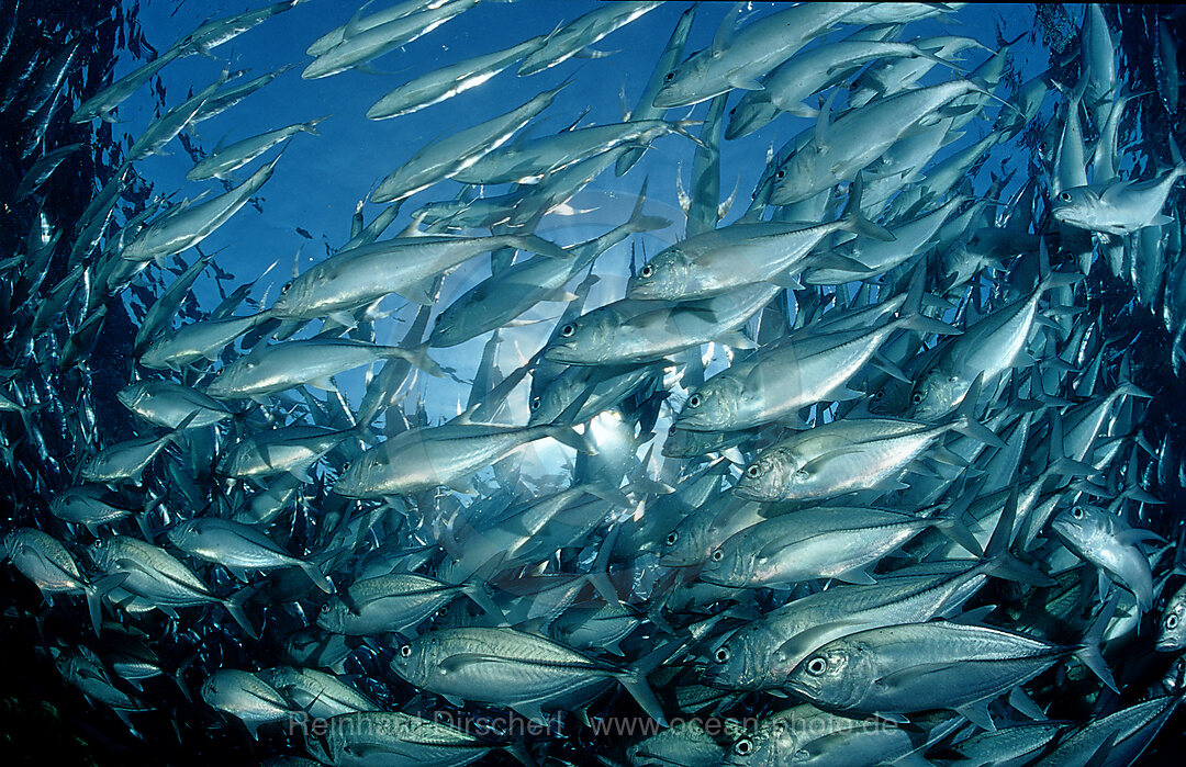 Bigeye trevally, Caranx sexfasciatus, Indian Ocean, Bali, Indonesia