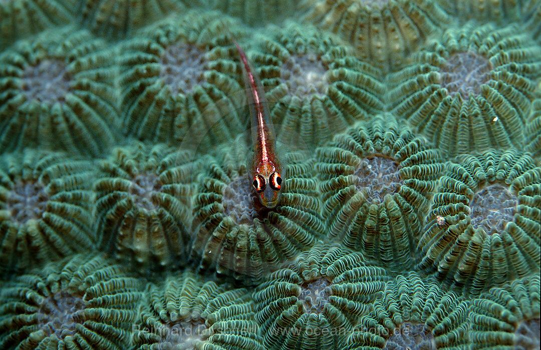 Common ghost goby, Pleurosicya mossambica, Indian ocean, Seychelles