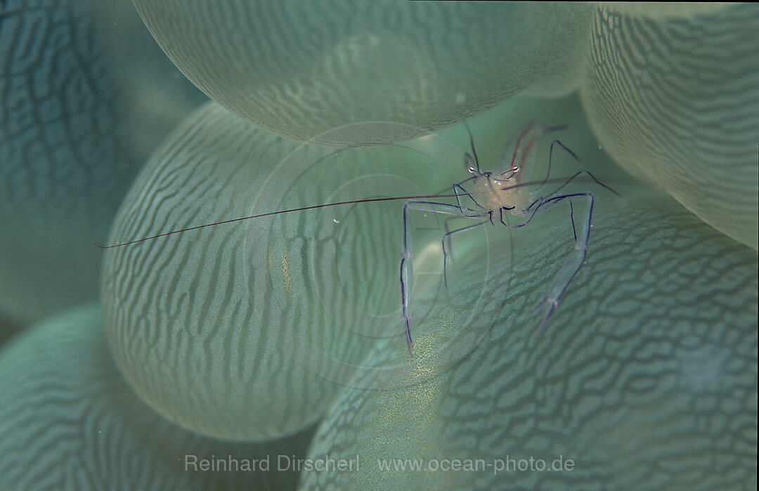 Bubble coral shrimp, Vir philippinensis, Indian ocean, Seychelles