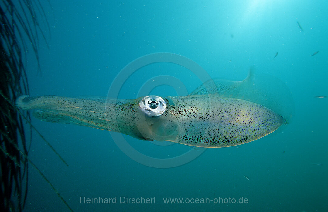 Reef squid