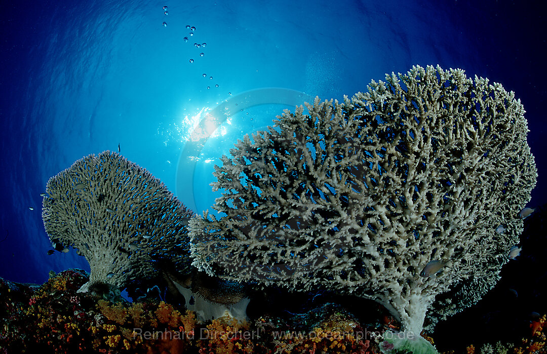 Hard coral reef, Madreporaria, Indian Ocean, Komodo National Park, Indonesia