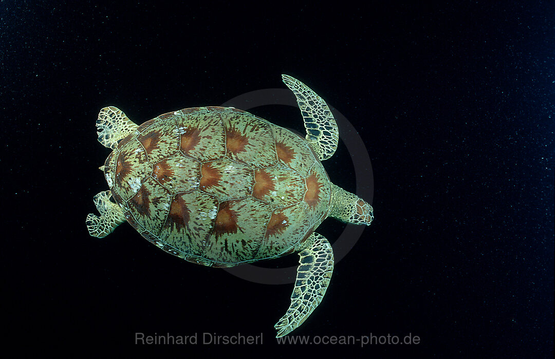 Green sea turtle, green turtle