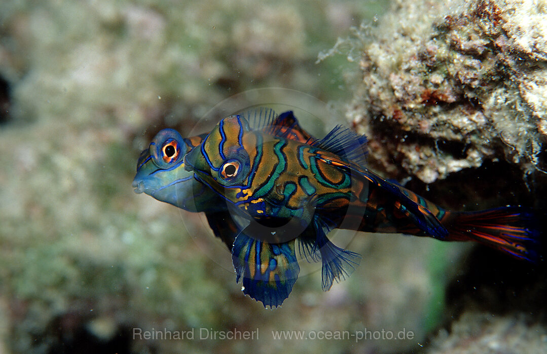 Mandarinfische, Synchiropus splendidus, Pazifik, Pacific ocean, Borneo, Mabul, Malaysia