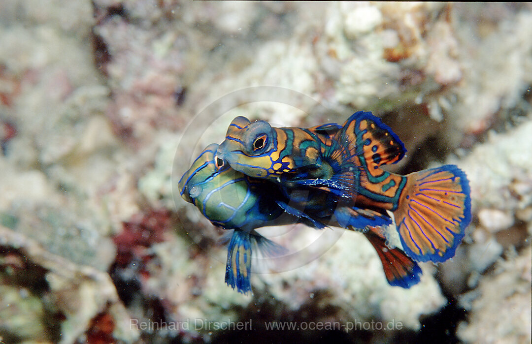 Mandarinfish, Synchiropus splendidus, Pazifik, Pacific ocean, Borneo, Mabul, Malaysia