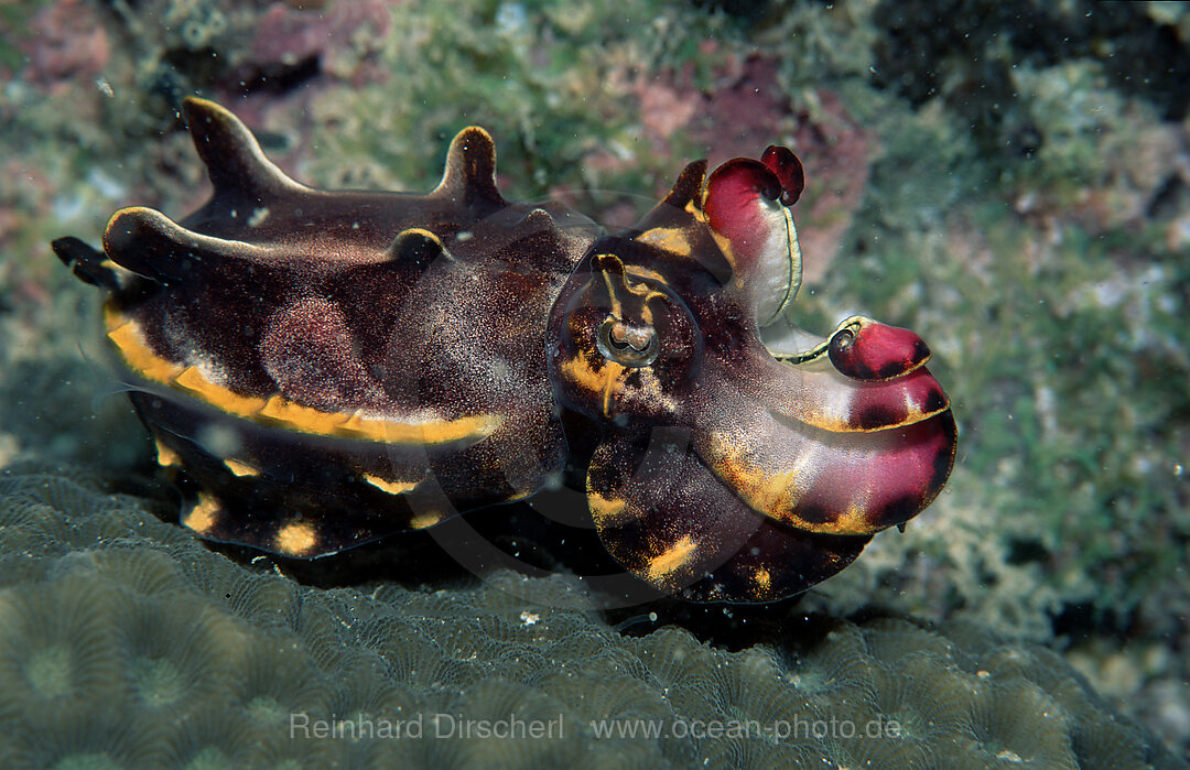 Cuttlefish, Metasepia pfefferi, Pazifik, Pacific ocean, Borneo, Mabul, Malaysia