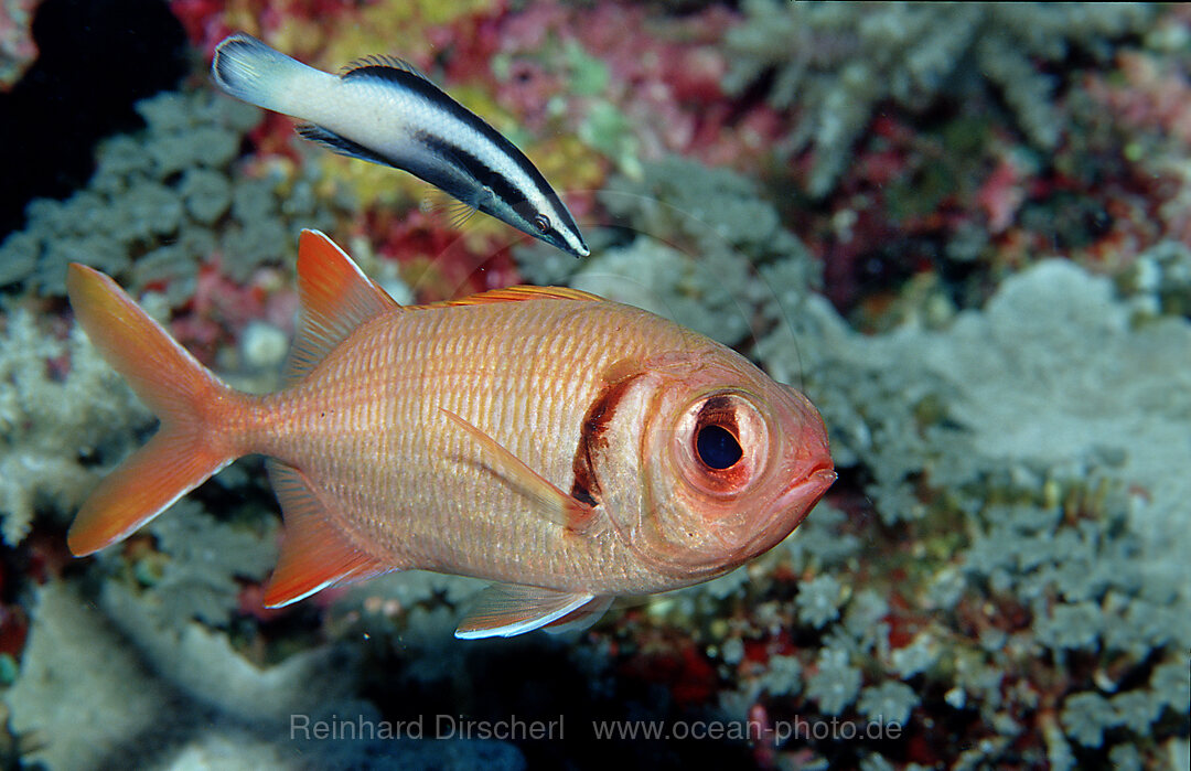 Weisssaum-Soldatenfisch und Putzerlippfisch, Myripristis murdjan, Indischer Ozean, Komodo National Park, Indonesien