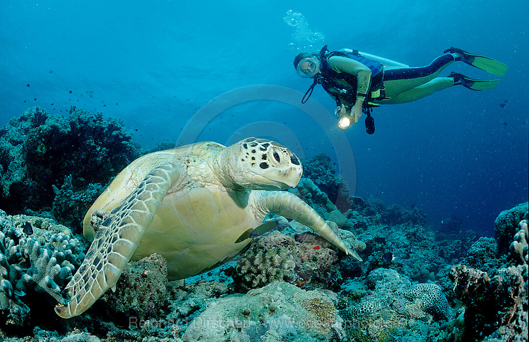 Green Turtle and scuba diver