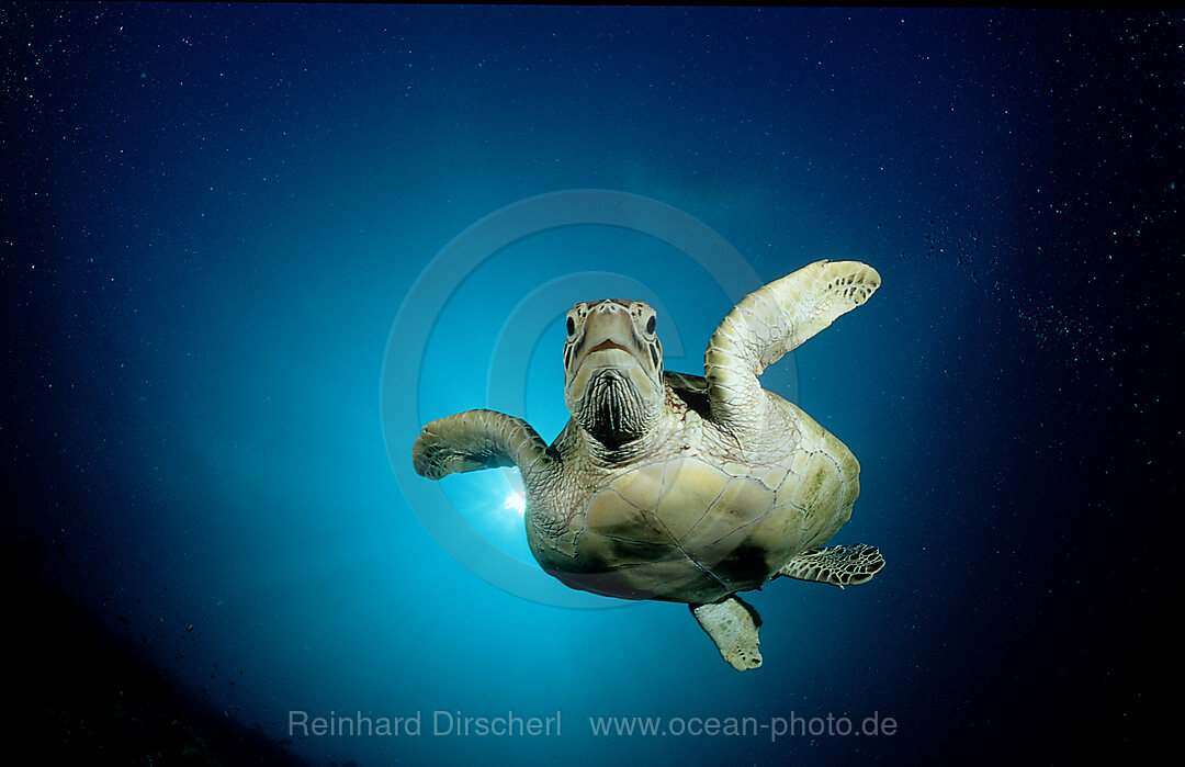 Suppenschildkroete, Meeresschildkroete, Chelonia mydas, Indischer Ozean, Ari Atoll, Malediven