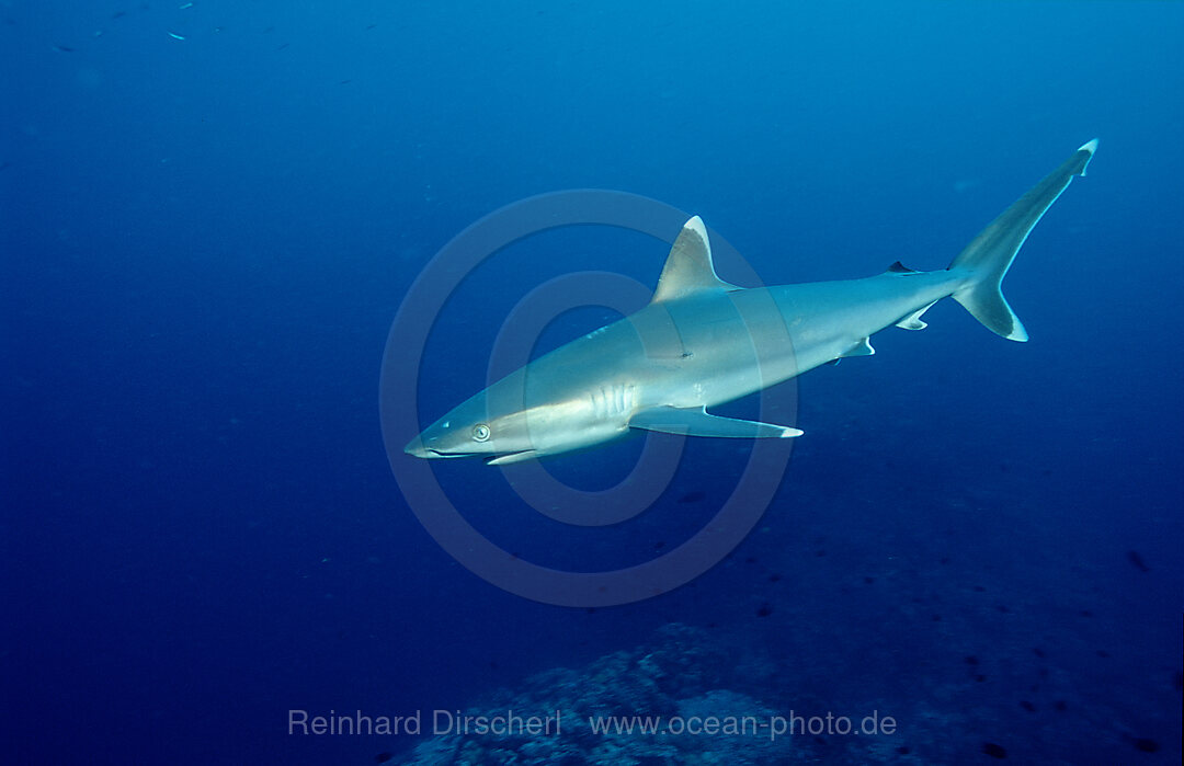 Silberspitzenhai, Carcharhinus albimarginatus, Pazifik, Papua Neu Guinea