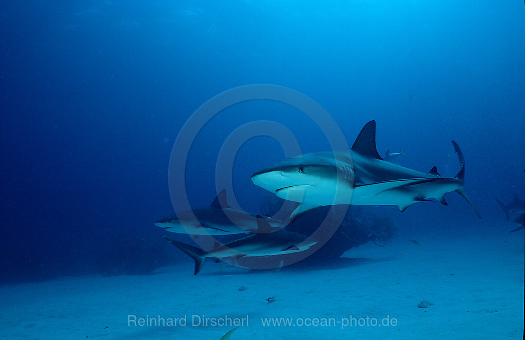 Karibische Riffhaie, Carcharhinus perezi, Karibisches Meer, Karibik, Bahamas