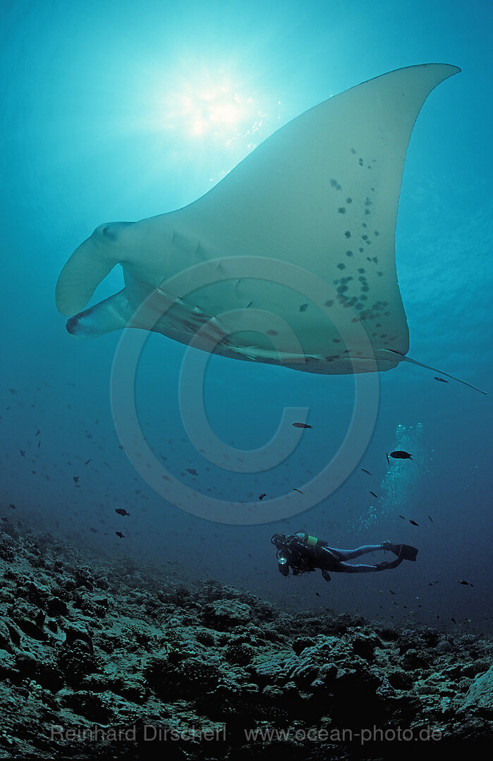 Mantarochen und Taucher, Manta birostris, Indischer Ozean, Ari Atoll, Malediven