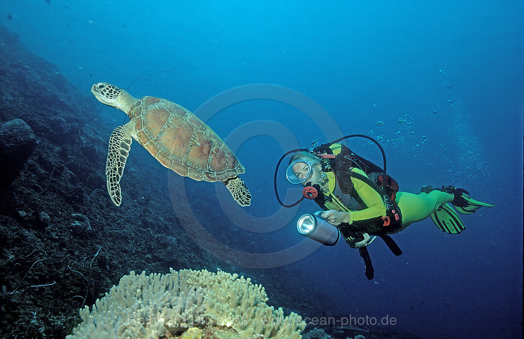 Suppenschildkroete und Taucher, Meeressschildkroete