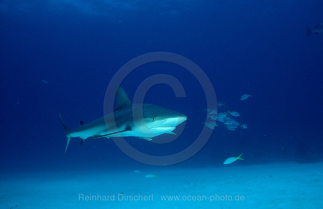 Karibische Riffhaie, Carcharhinus perezi, Karibisches Meer, Karibik, Bahamas