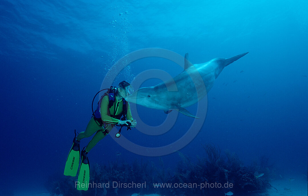 Grosser Tuemmler und Taucher, Delfin, Delphin