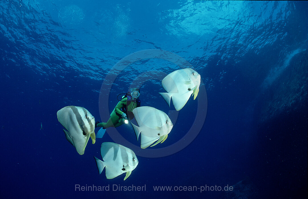 Fledermausfische und Taucher