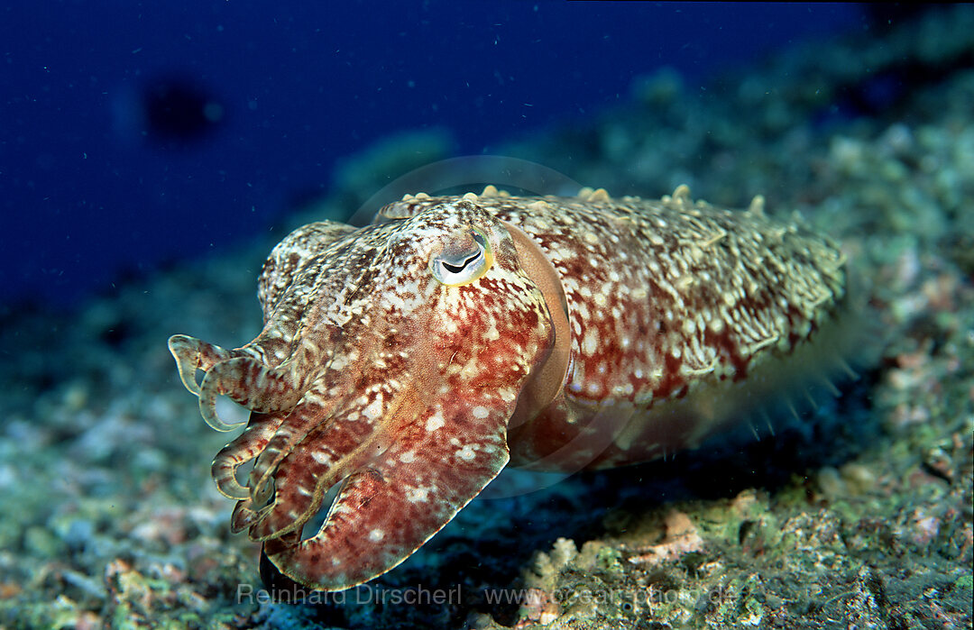 Cuttlefish, Sepia kobiensis, Pacific ocean, Yap, Micronesia