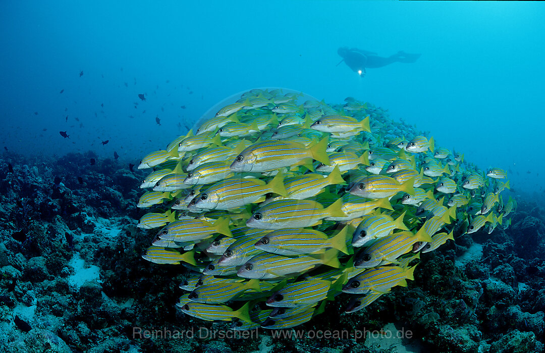 Schwarm Fuenfstreifen-Schnapper und Taucher, Lutjanus quinquelineatus, Indischer Ozean, Ari Atoll, Malediven