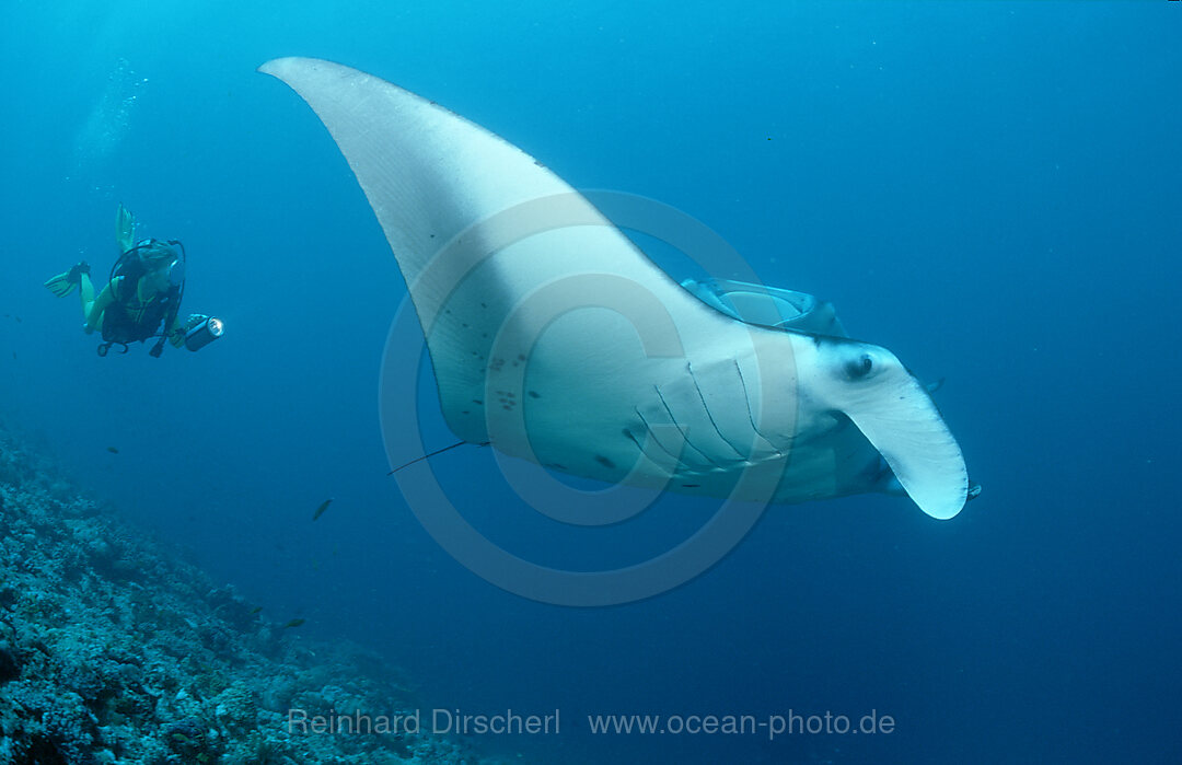 Manta ray and scuba diver, Manta birostris, Indian Ocean, Ari Atol, Maldives Island