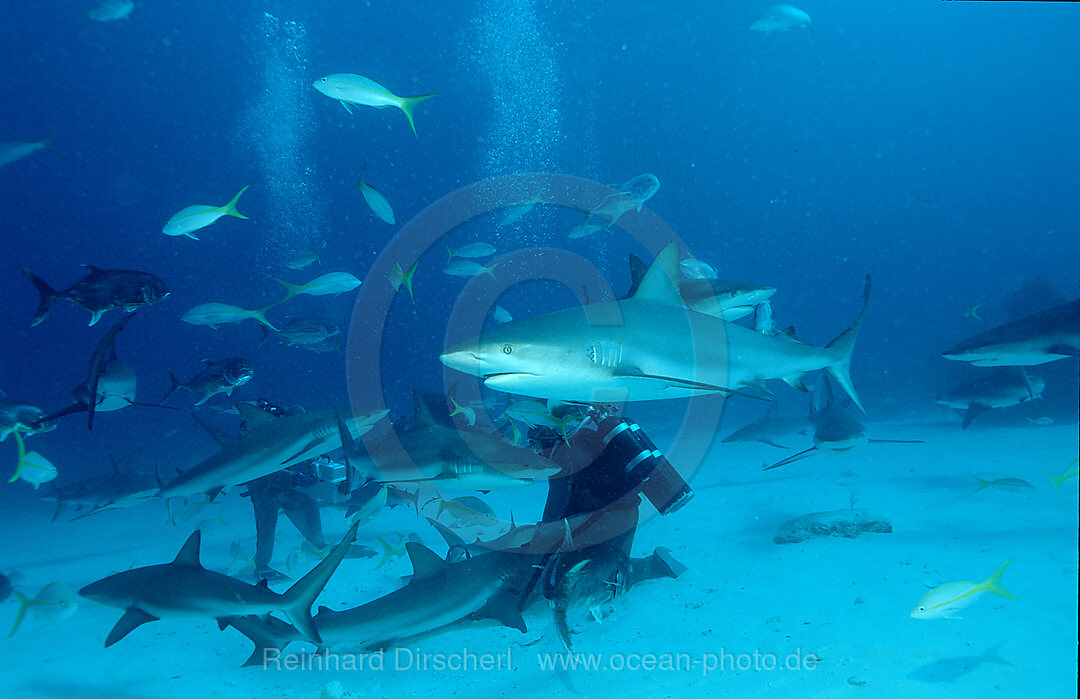 caribbean reef shark feeding