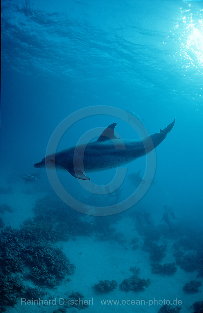 bottlenose dolphin