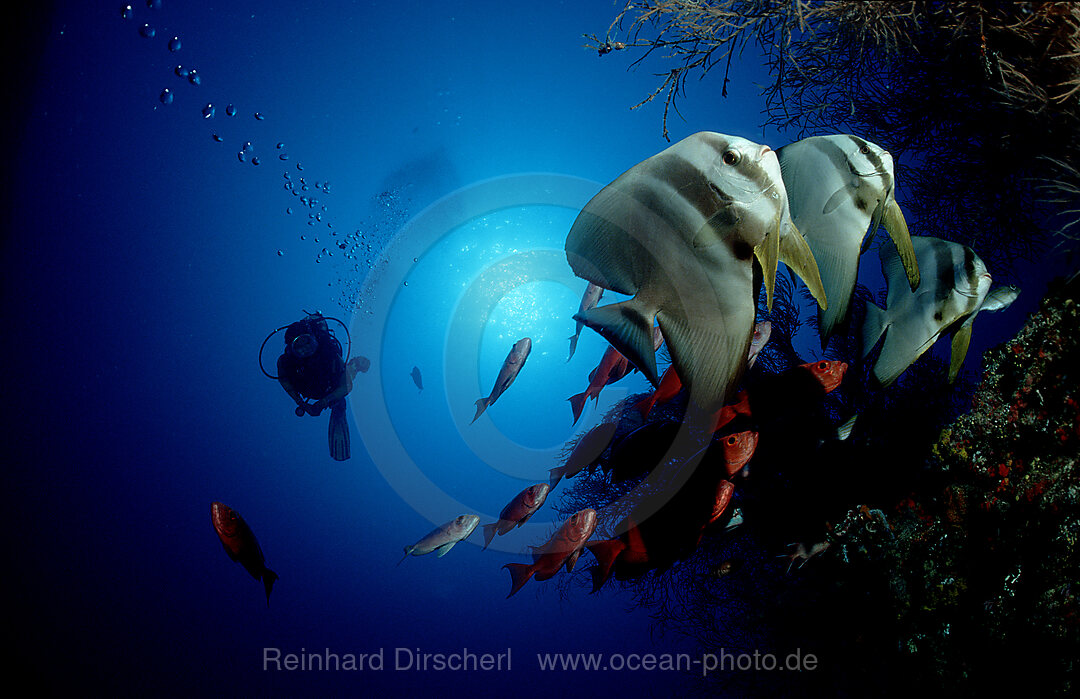 Fledermausfische und Taucher, Platax pinnatus, Indischer Ozean, Ari Atoll, Malediven