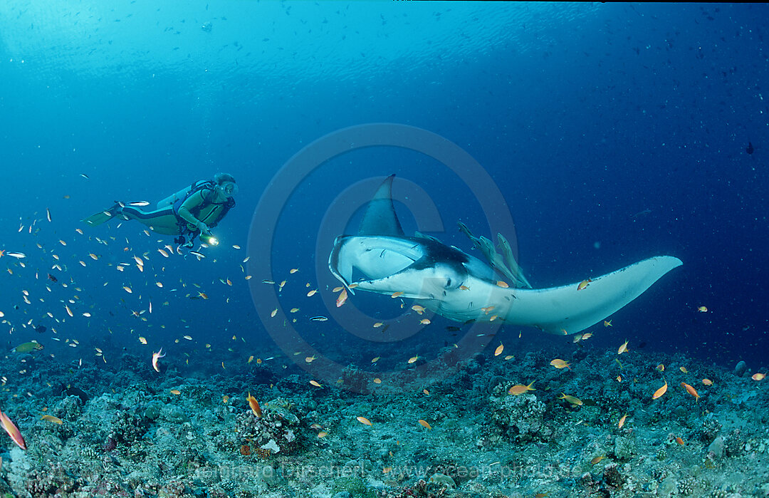 Mantarochen und Taucher, Manta birostris, Indischer Ozean, Ari Atoll, Malediven